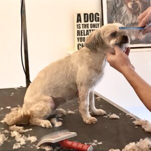 A cute dog at the groomers getting a haircut