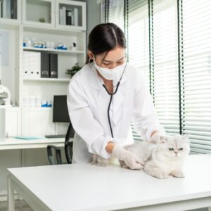 Asian veterinarian examine cat during appointment in veterinary clinic.