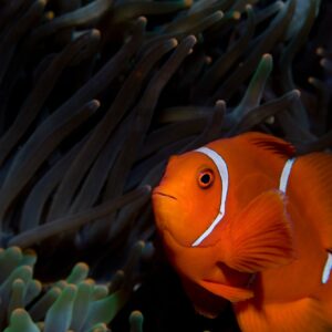 Close-up of anemone fish.