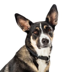 Closeup Shepherd Crossbreed Dog Portrait Isolated