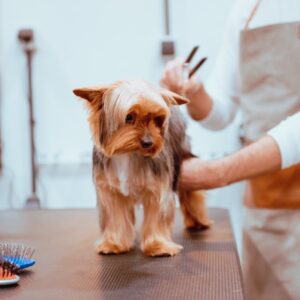 Crop groomer trimming fur of little dog
