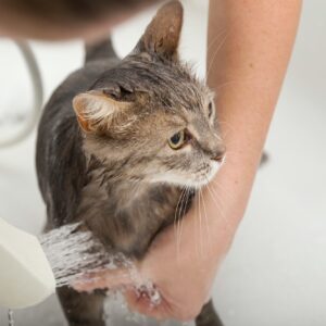 Washing the cat